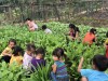 Trẻ trải nghiệm qua sát vườn rau