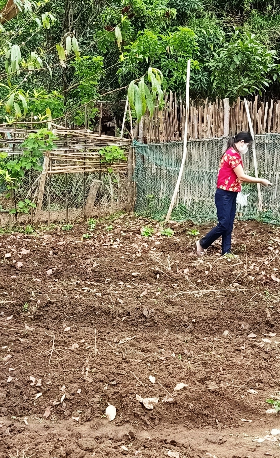 Cô giáo đang trồng rau tại điểm Pá Ban